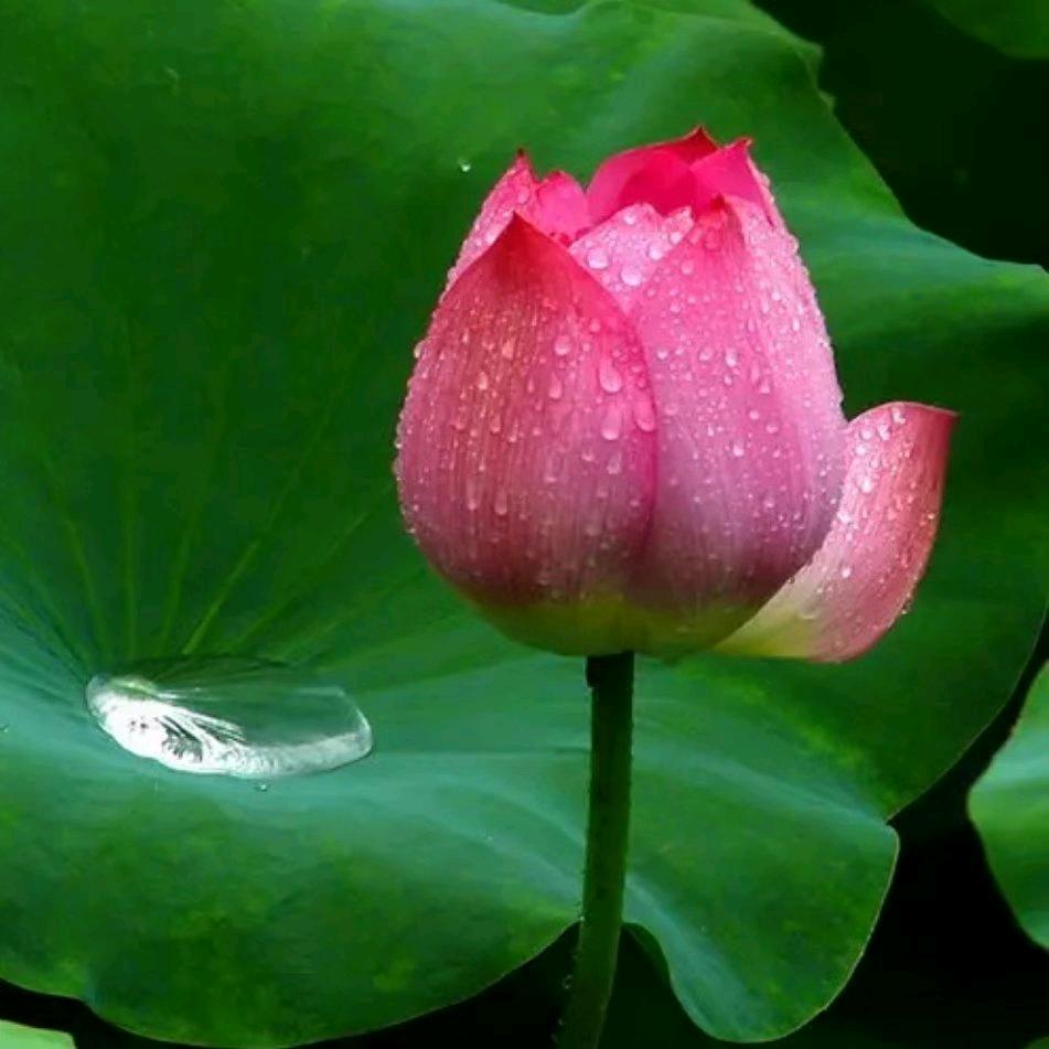 小白杨