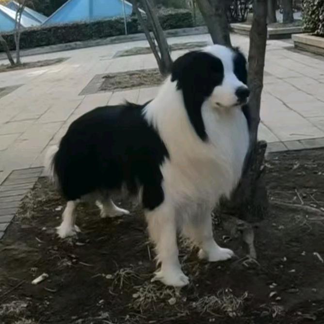 宗子