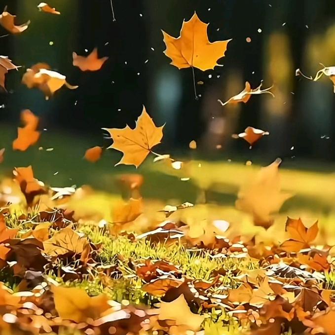 ヽ落(°▽°)ノ✿叶