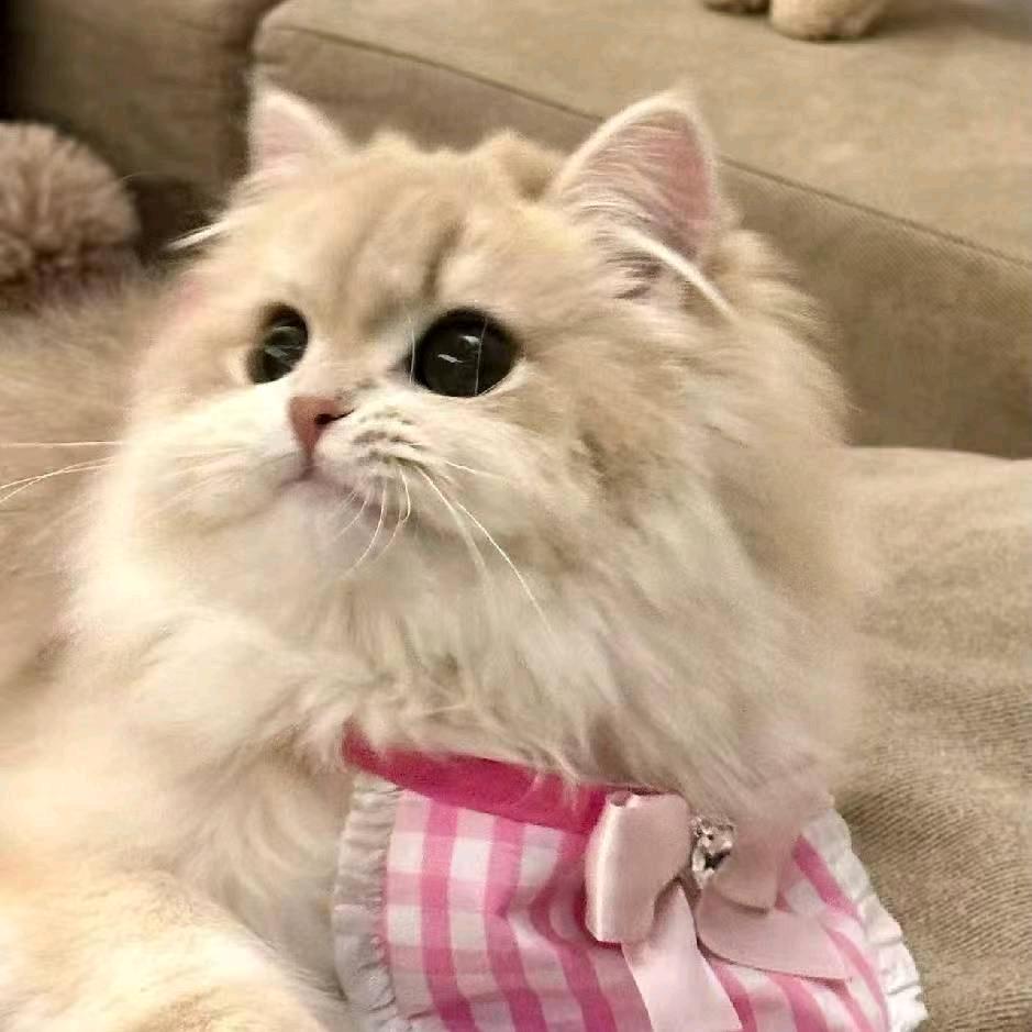 向晚好物