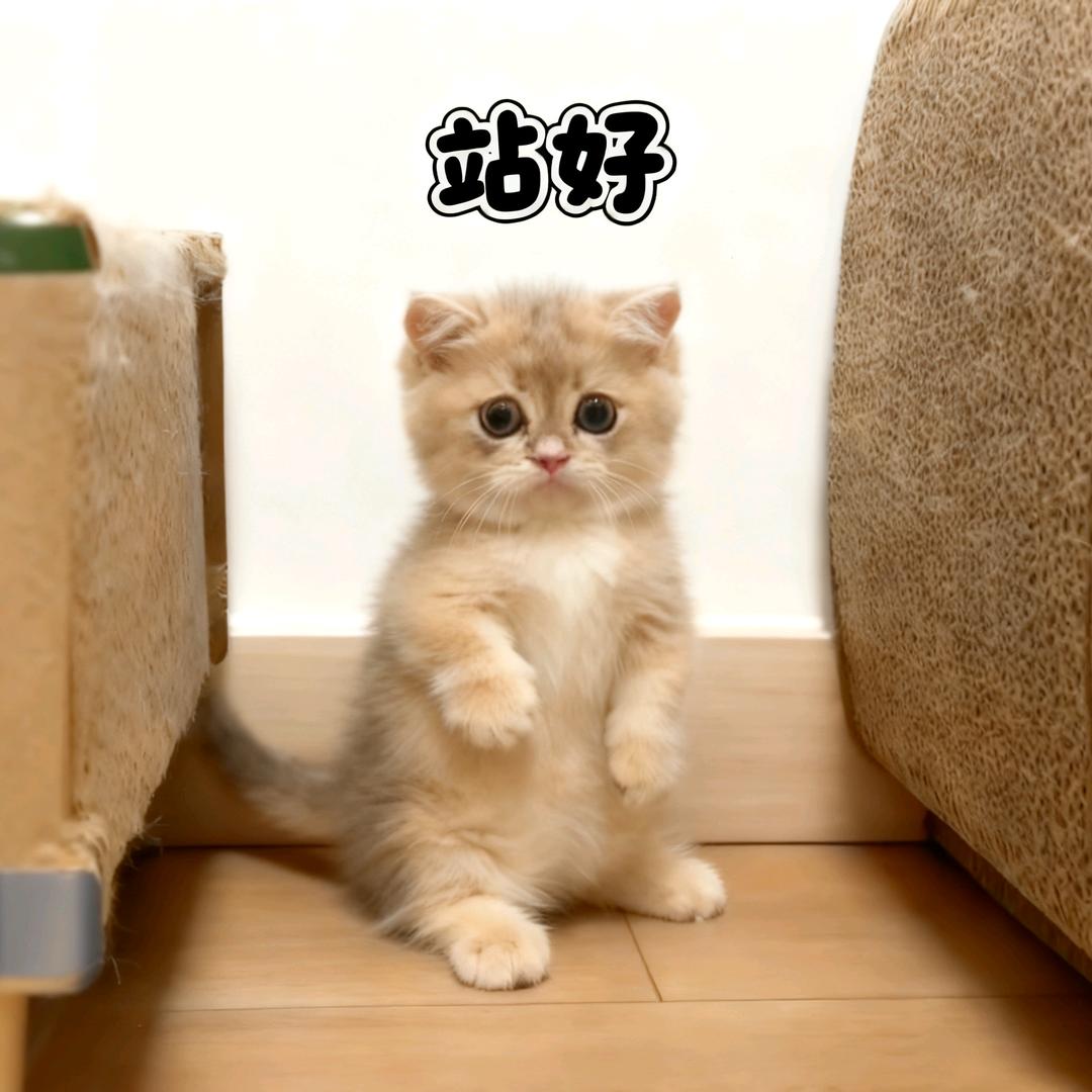 猫咪角落
