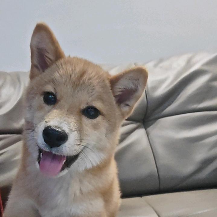 启翔