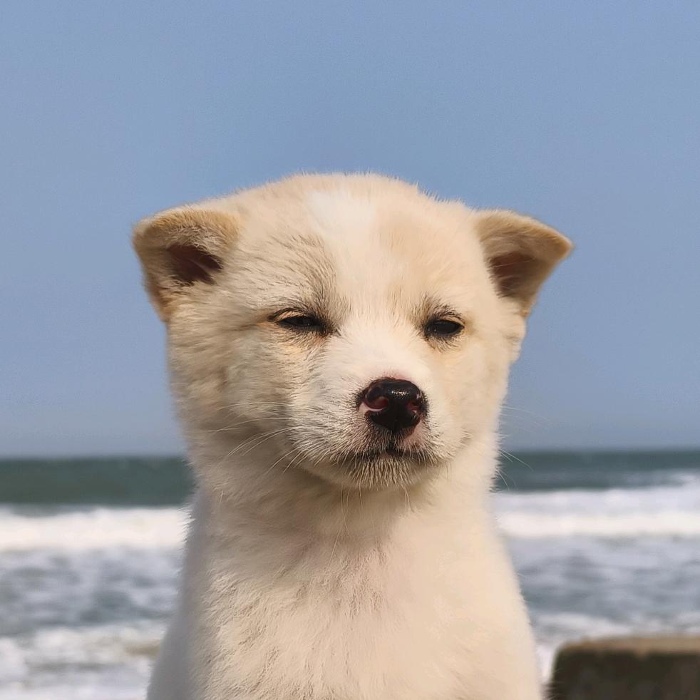 中华田园犬—翠花