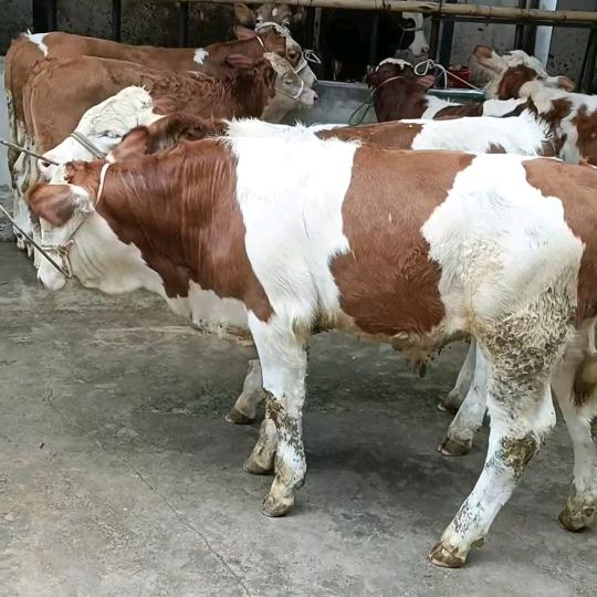 芒宽卖牛人白玉坤