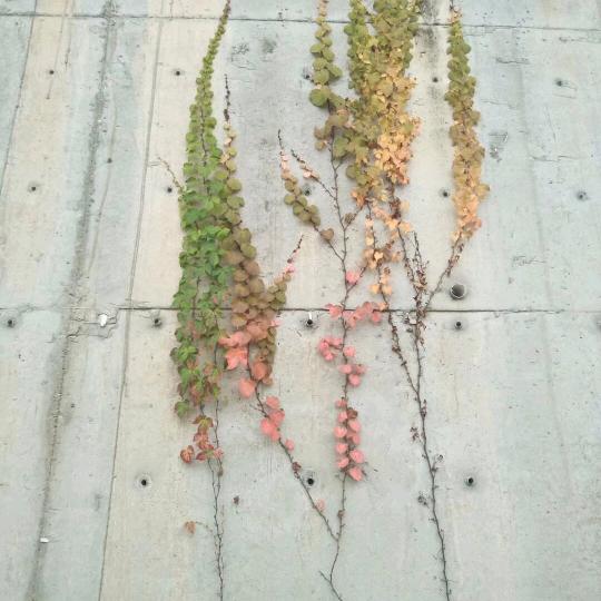 ღ᭄多财ꦿ꯭多亿ꦿ᭄