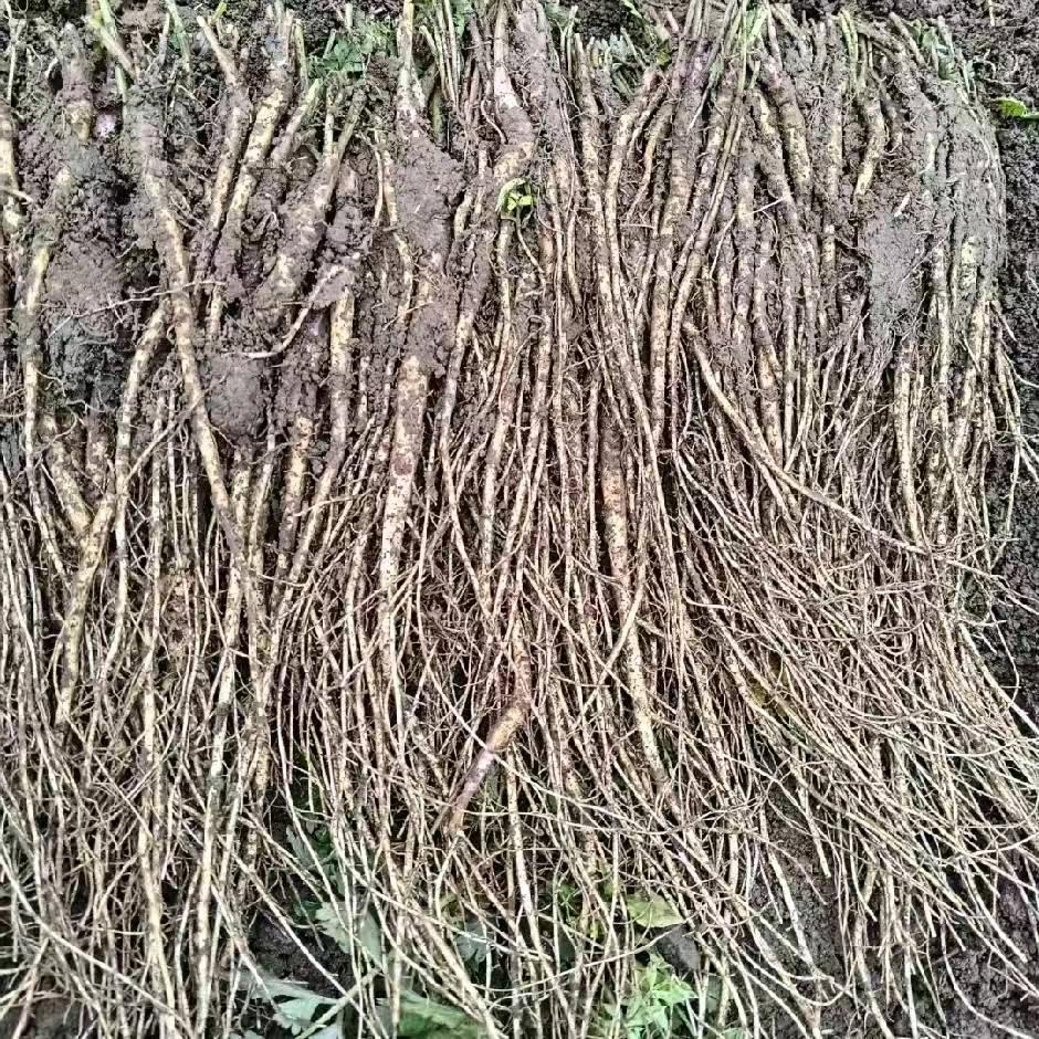 小后药材种植