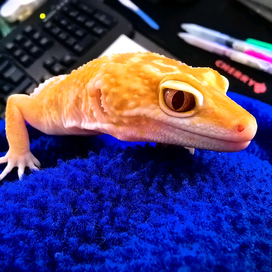 LT3C无意和风提起你