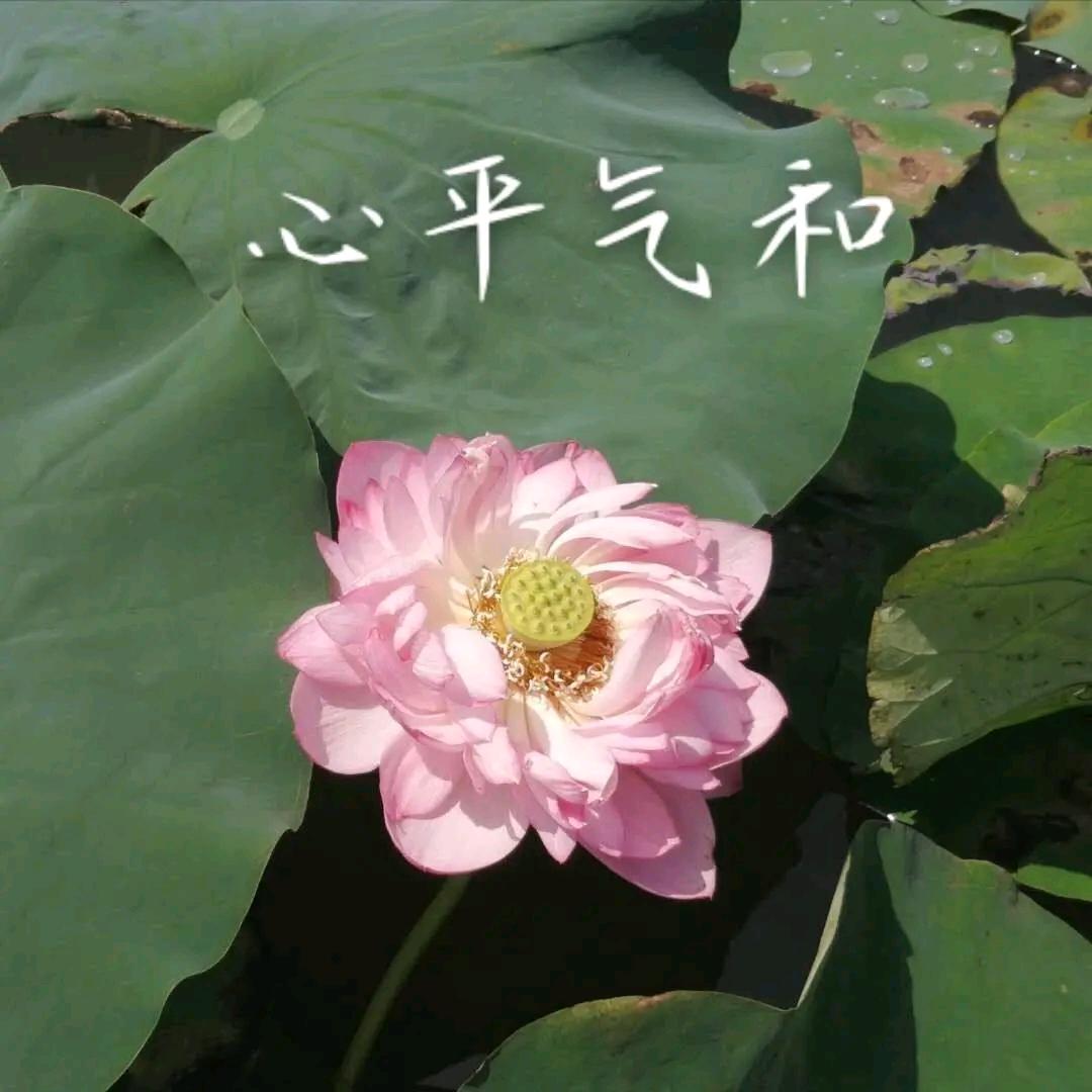 四喜临门，恭喜发财