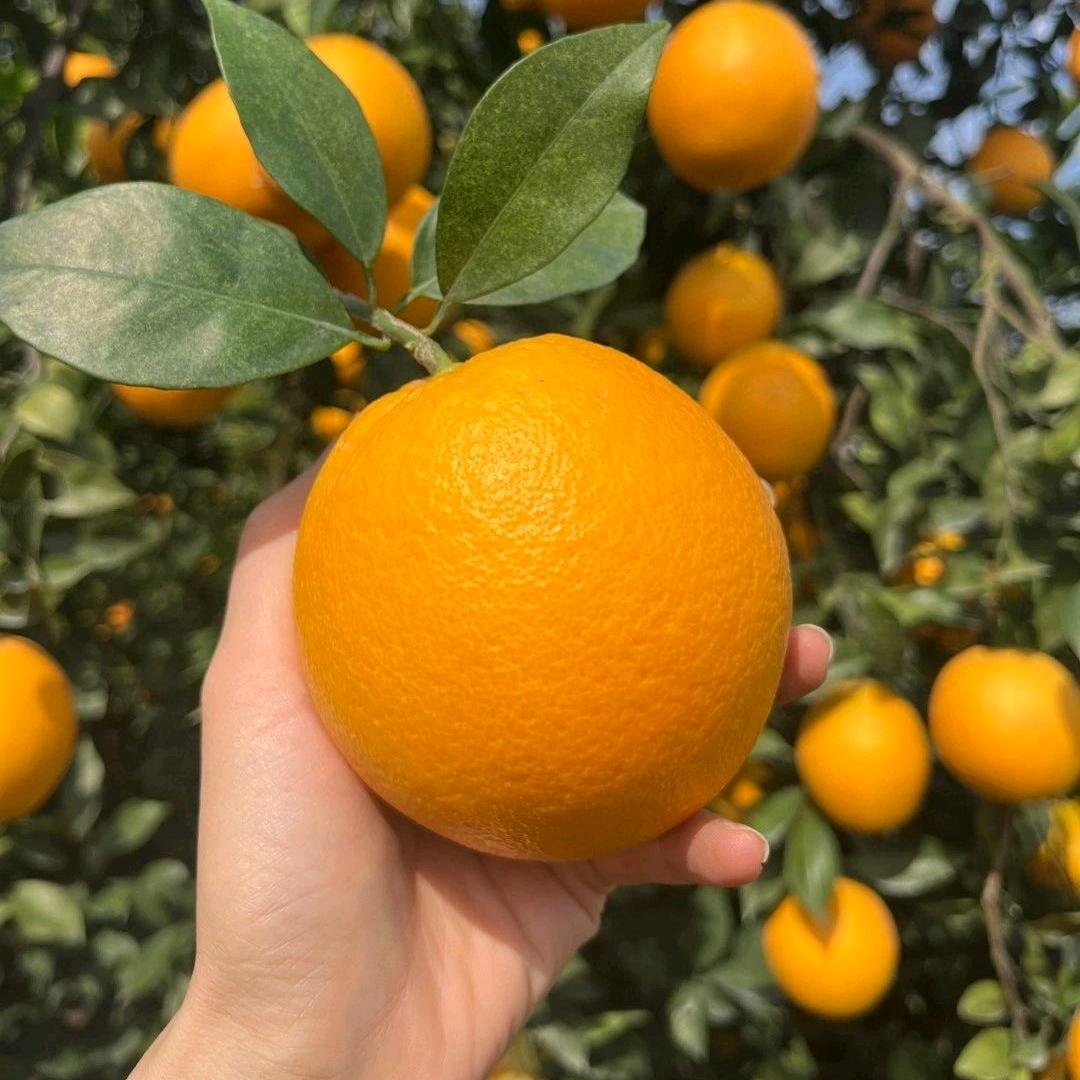 江西赣南脐橙精选小店