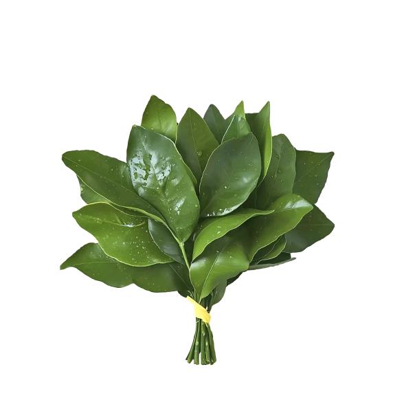 ~瓦妮达~