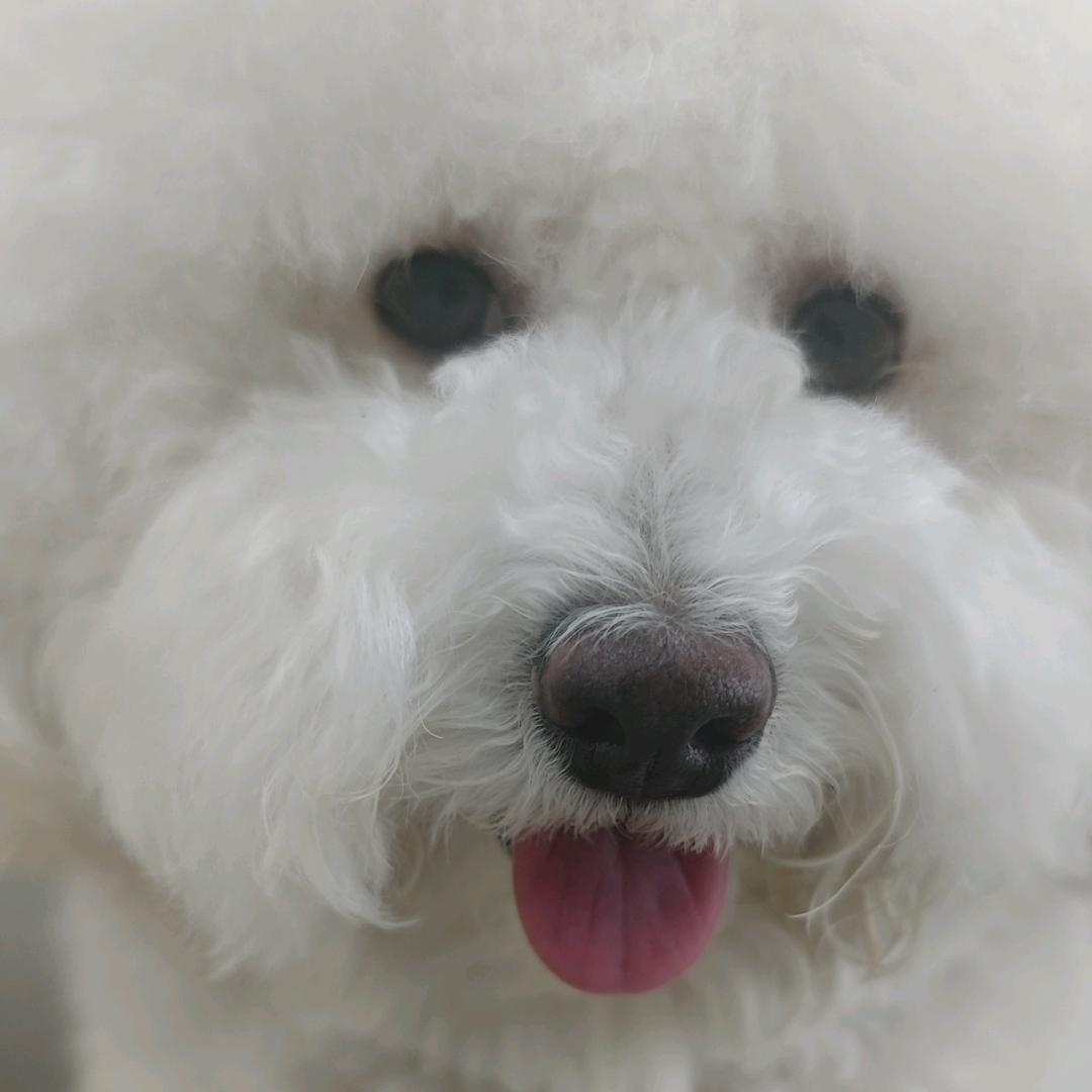 四喜是只小比熊🦴