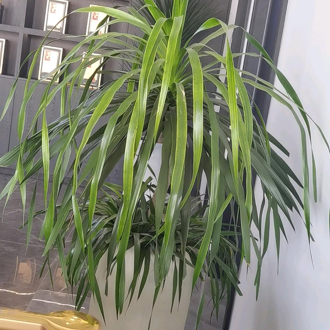酒务泉