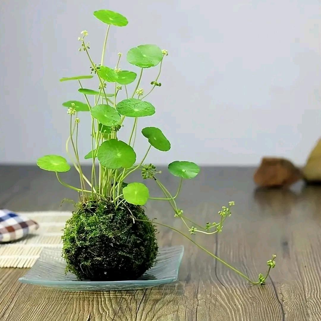 梦幻星辰的温柔