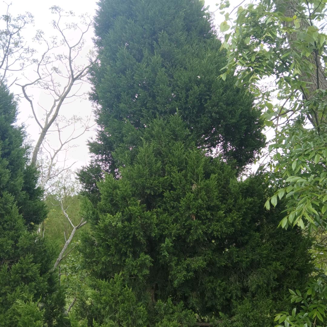 chen,Hong平安一生