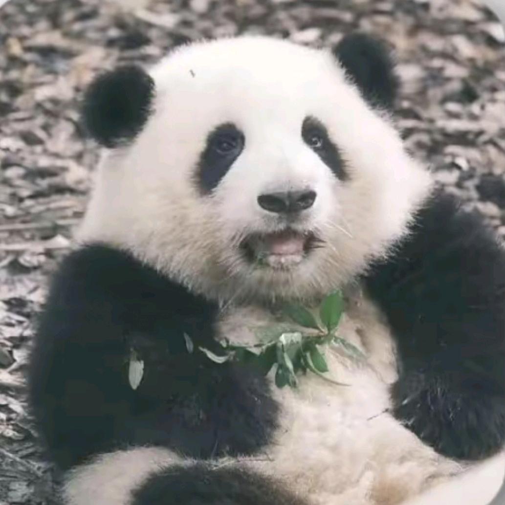 社会异常研究所