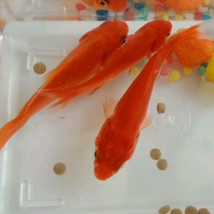 啊哈哈哈哈