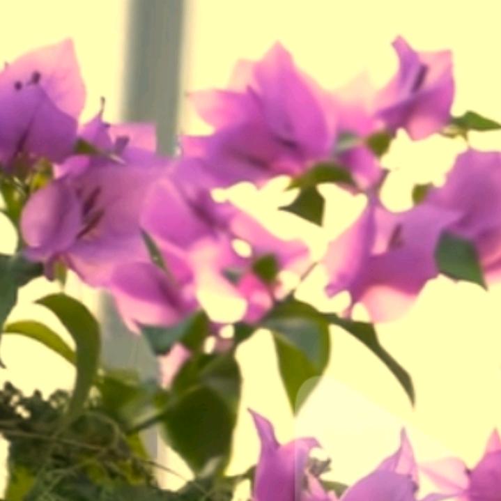 黑马（拒绝私聊）