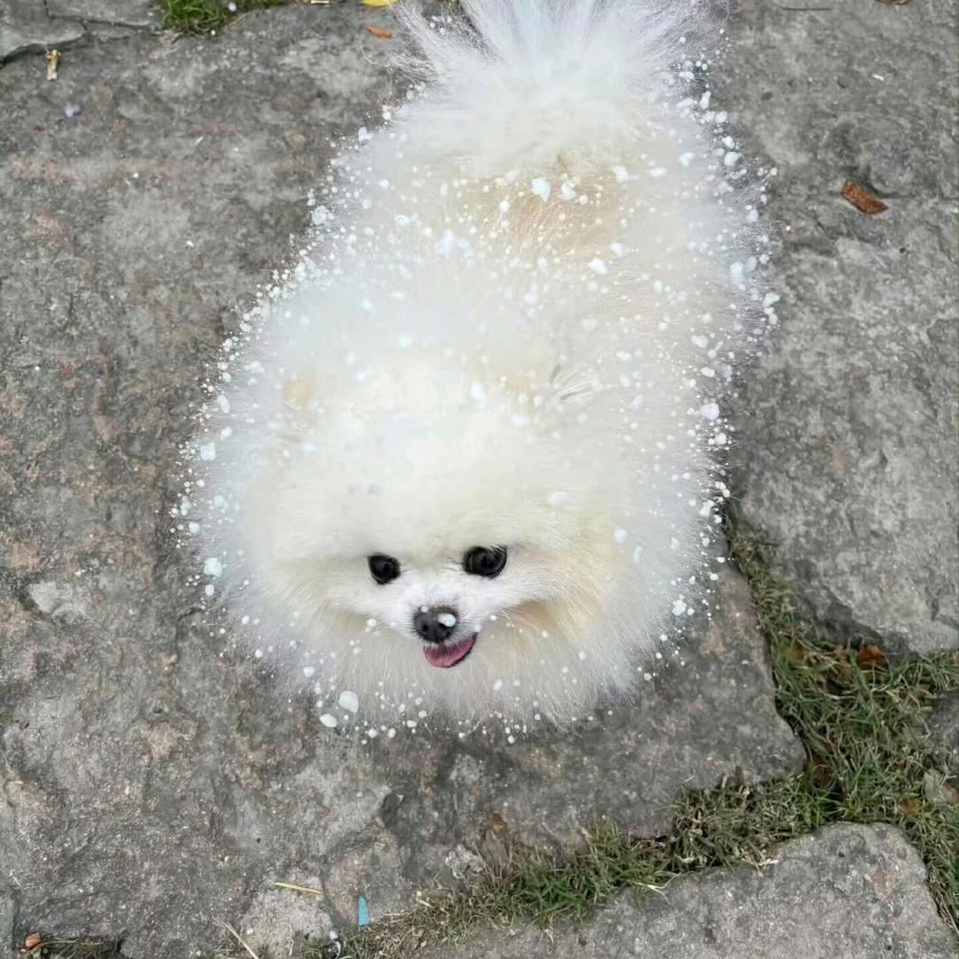 深蓝闪蝶幻翼