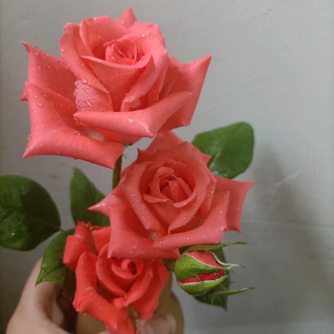 Ꭽℯ⃝落ঞᩚ幕꧔ꦿ᭄