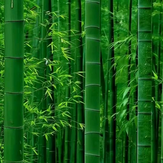 成都 新房 二手房