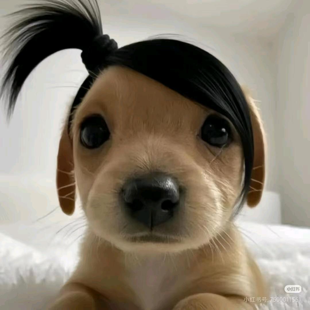 苏唐