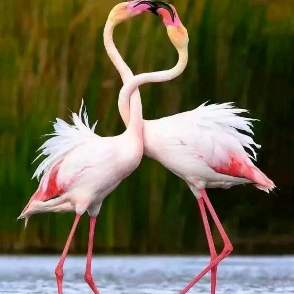 ٩(๛ ˘ ³˘)۶♥渡情红哥 ٩(๛