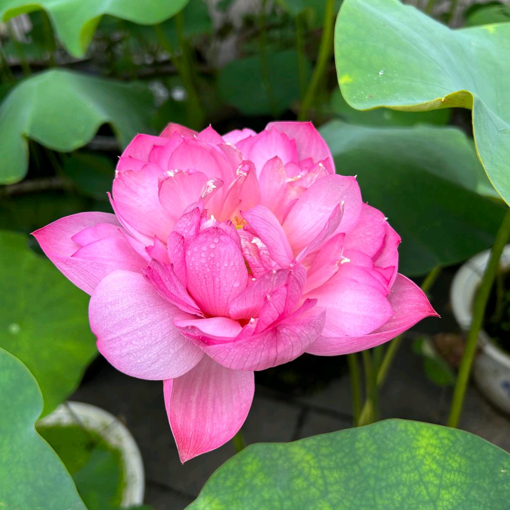 开心姐妹花