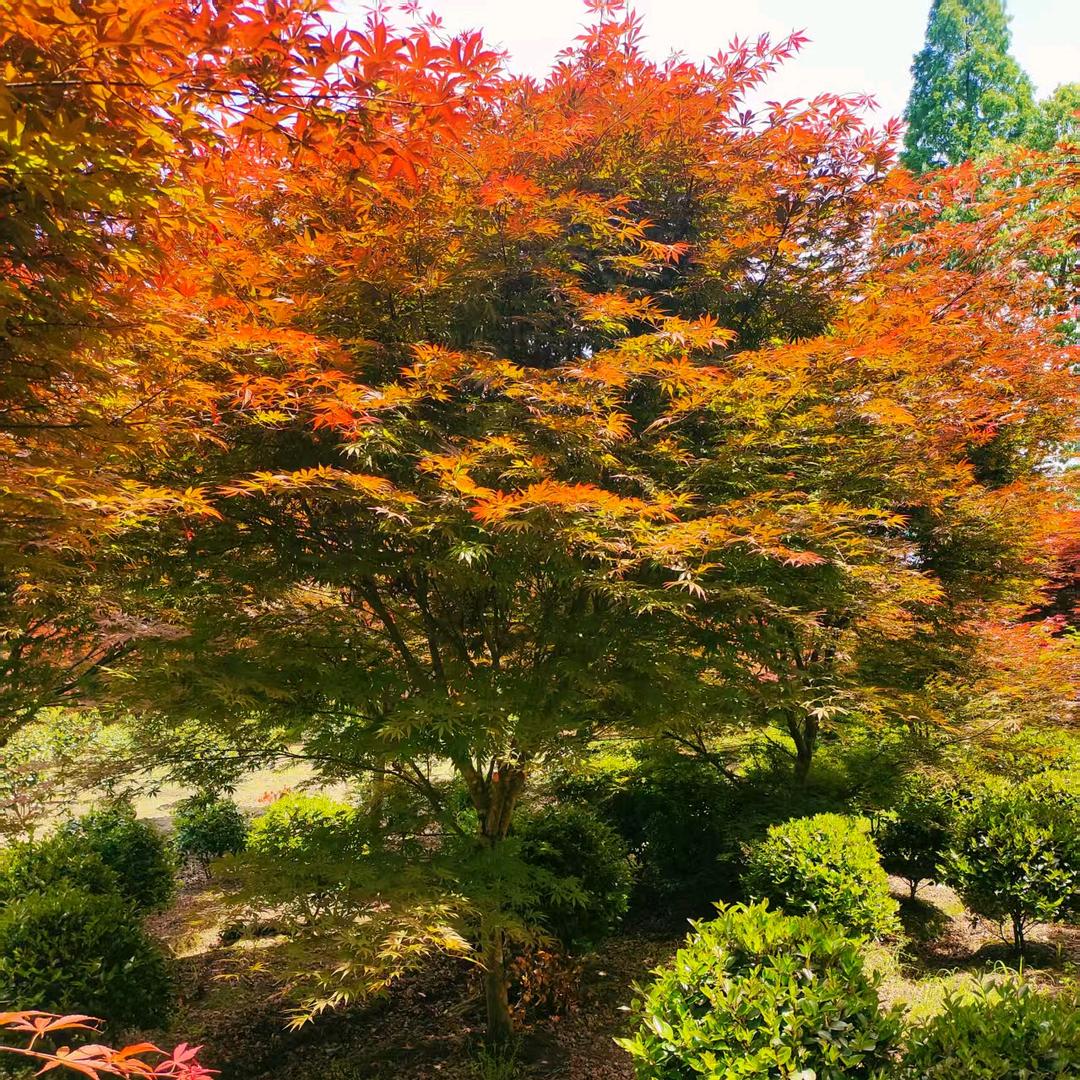 都江堰市月月鸟园艺场