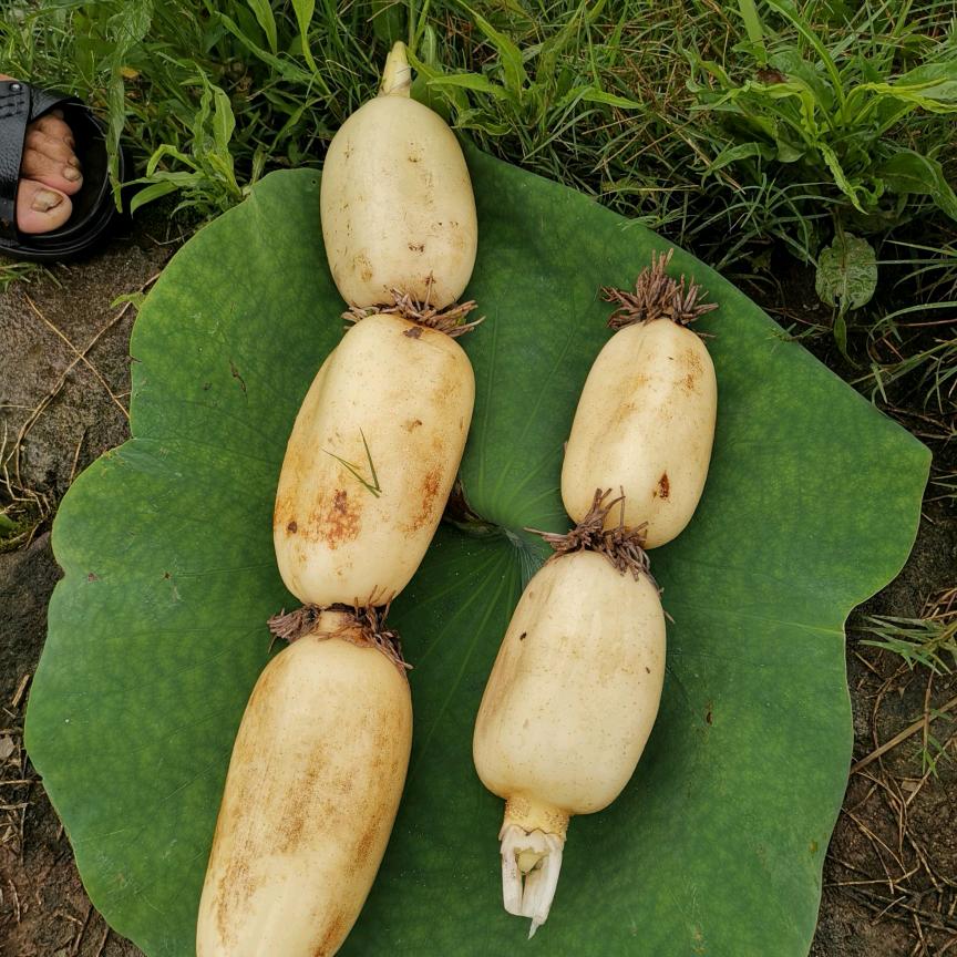 漯河召陵亿佰分农货严选店