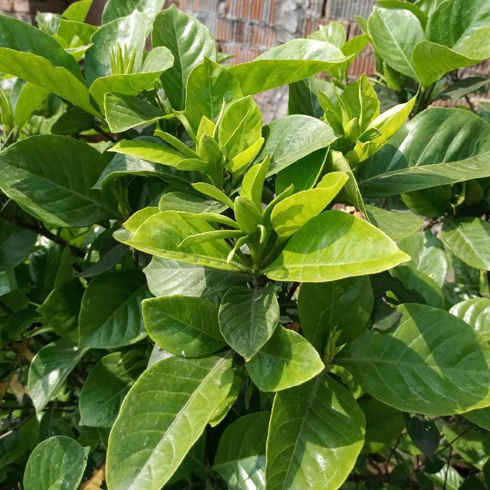 迷路的一颗草