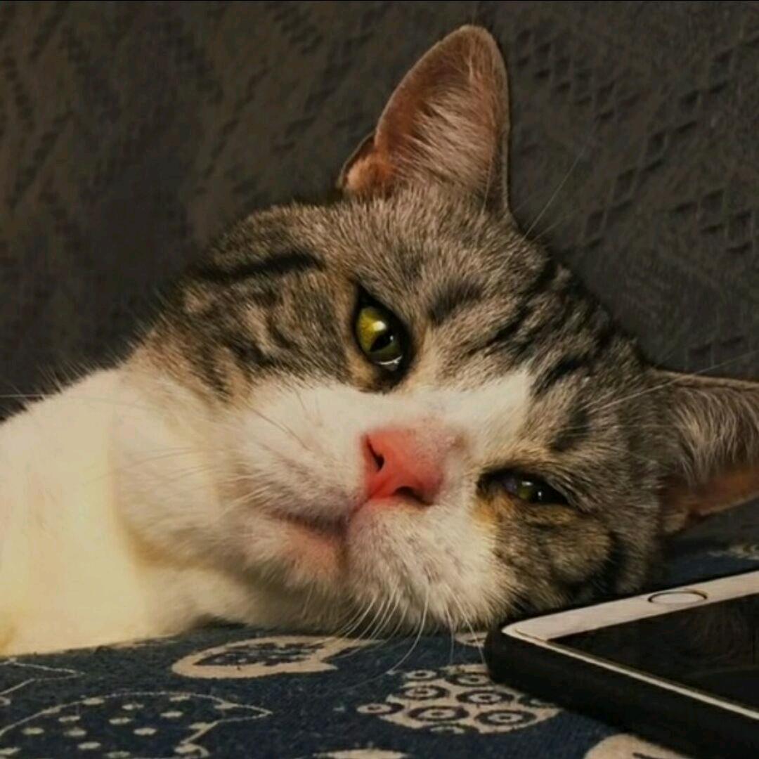 澪澪柒:°u•..