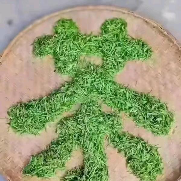 老陈河南信阳毛尖大量批发