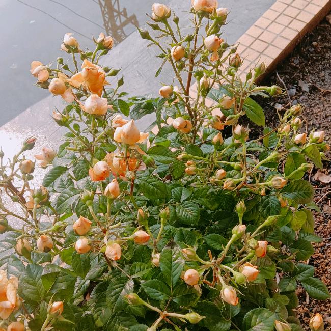 莫言@