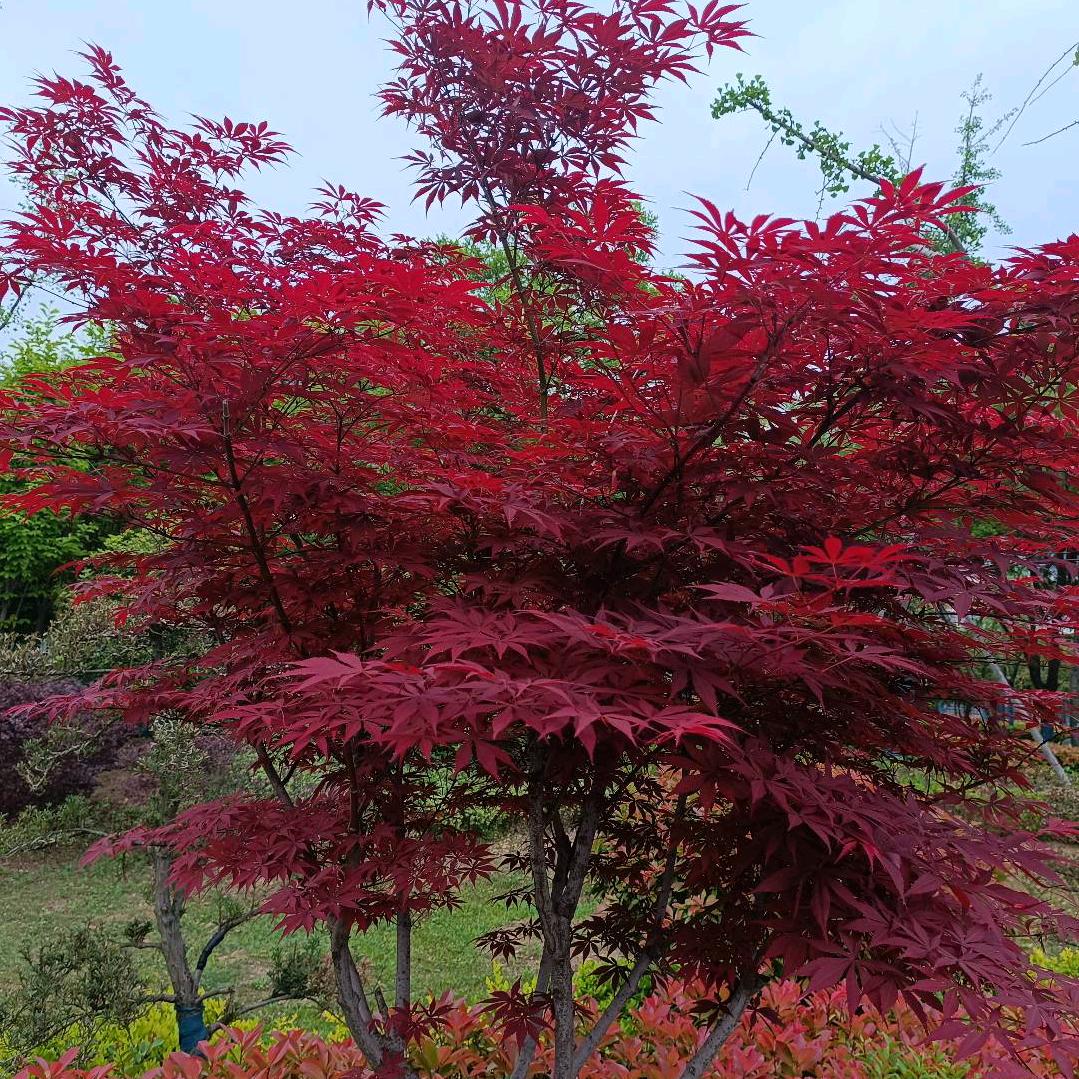 舍得(๑òᆺó๑)