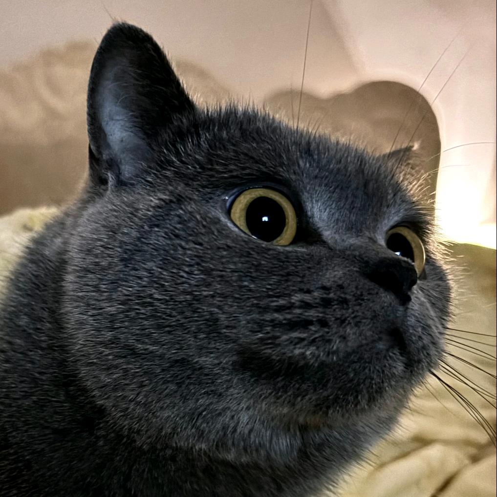 岁岁念念碎碎年年