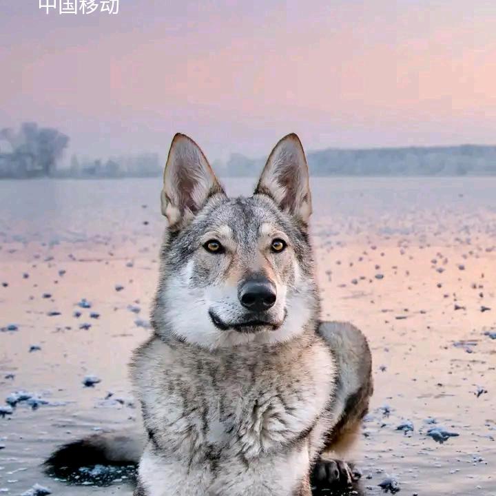 獨☔️孤