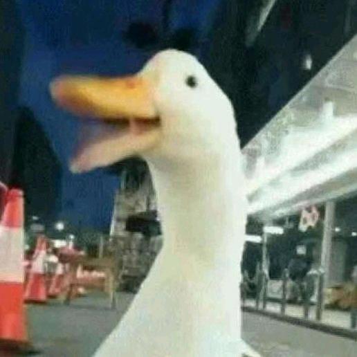 鸭的鸭