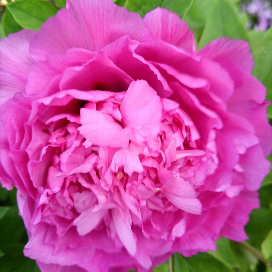 奇黛🌾🌴🌺🌺🌺