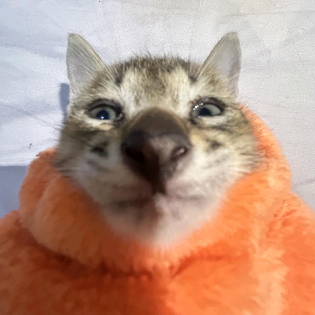 咪咪咪