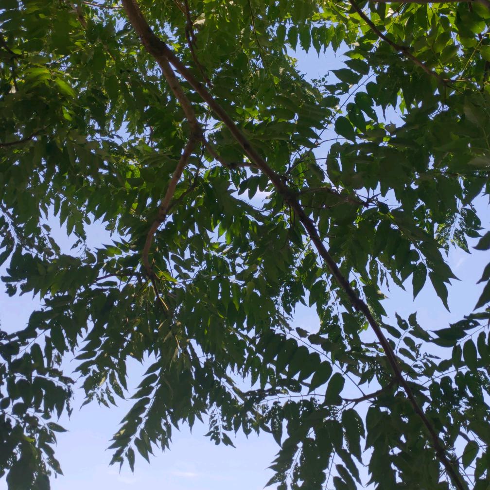 领宸悠悠