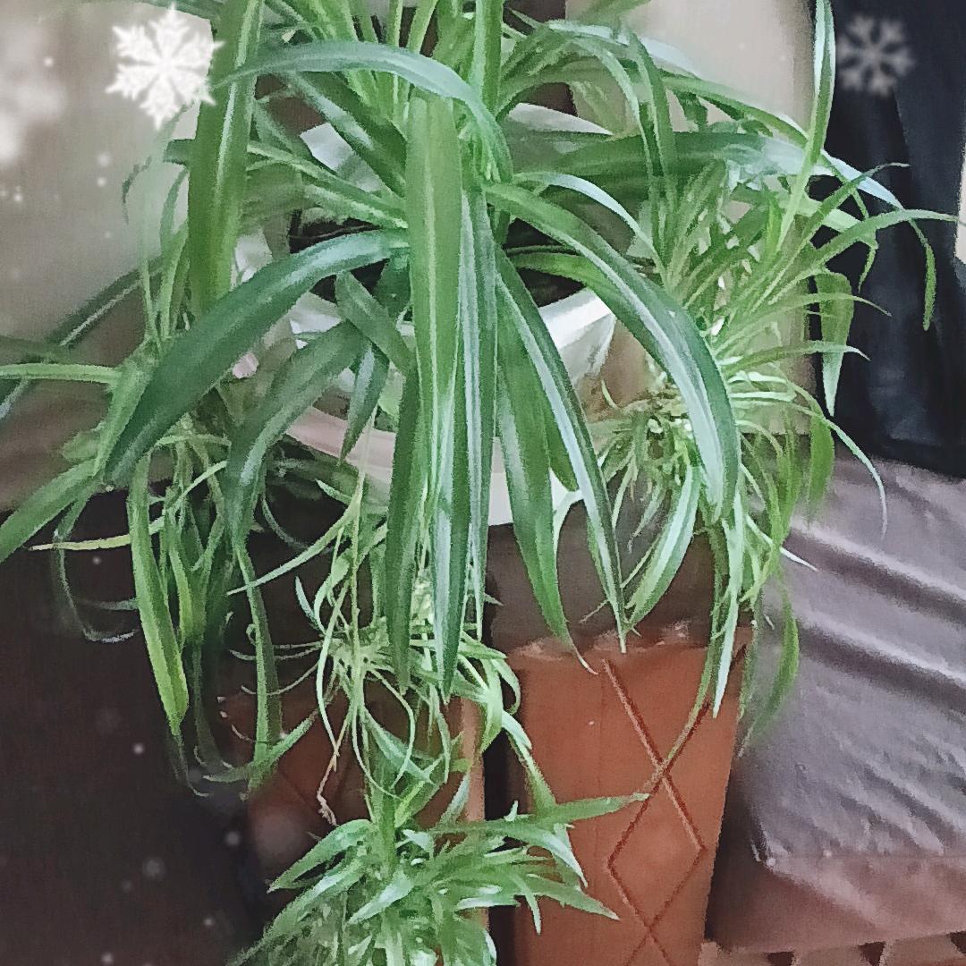 赵玉芳