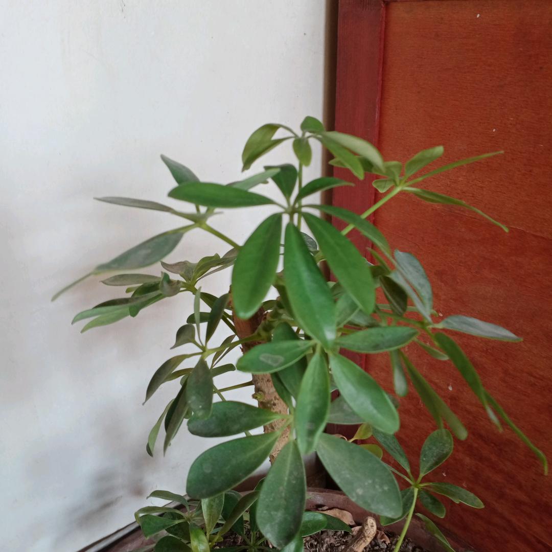 大公