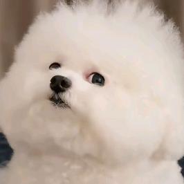 ❄️❄️❄️雪花