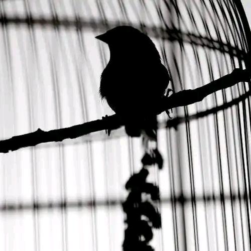 想飞向自由的鸟