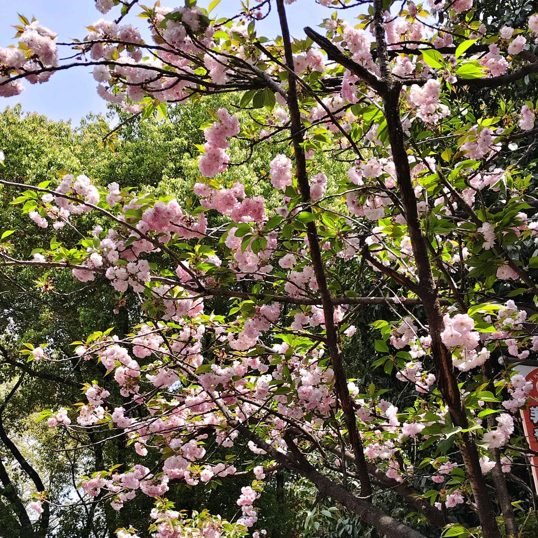 水晶之恋