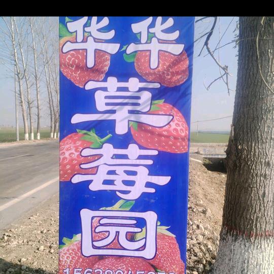 华华草莓园，拒绝私聊
