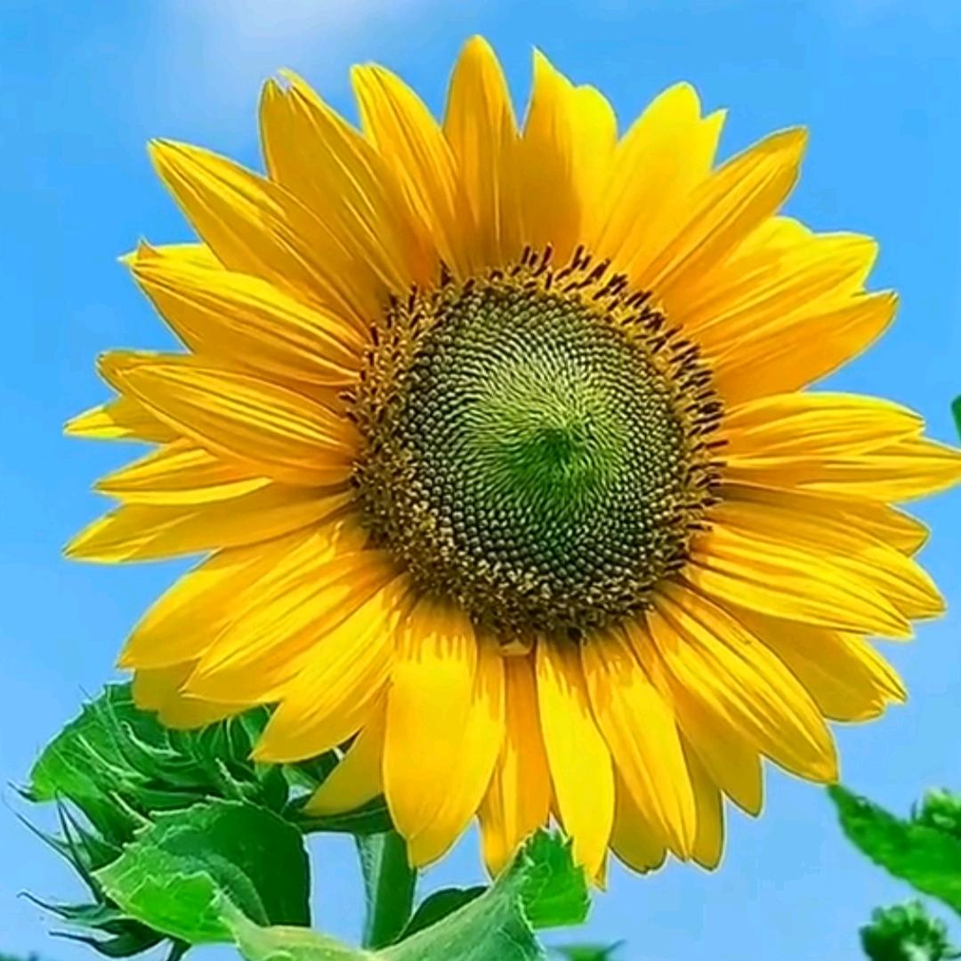 岁月静好🌻🌻
