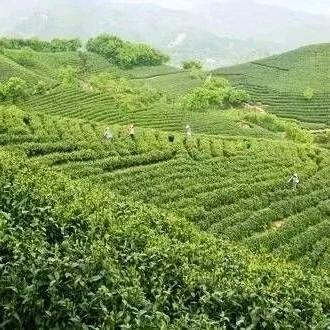 信阳毛尖绿茶小妞