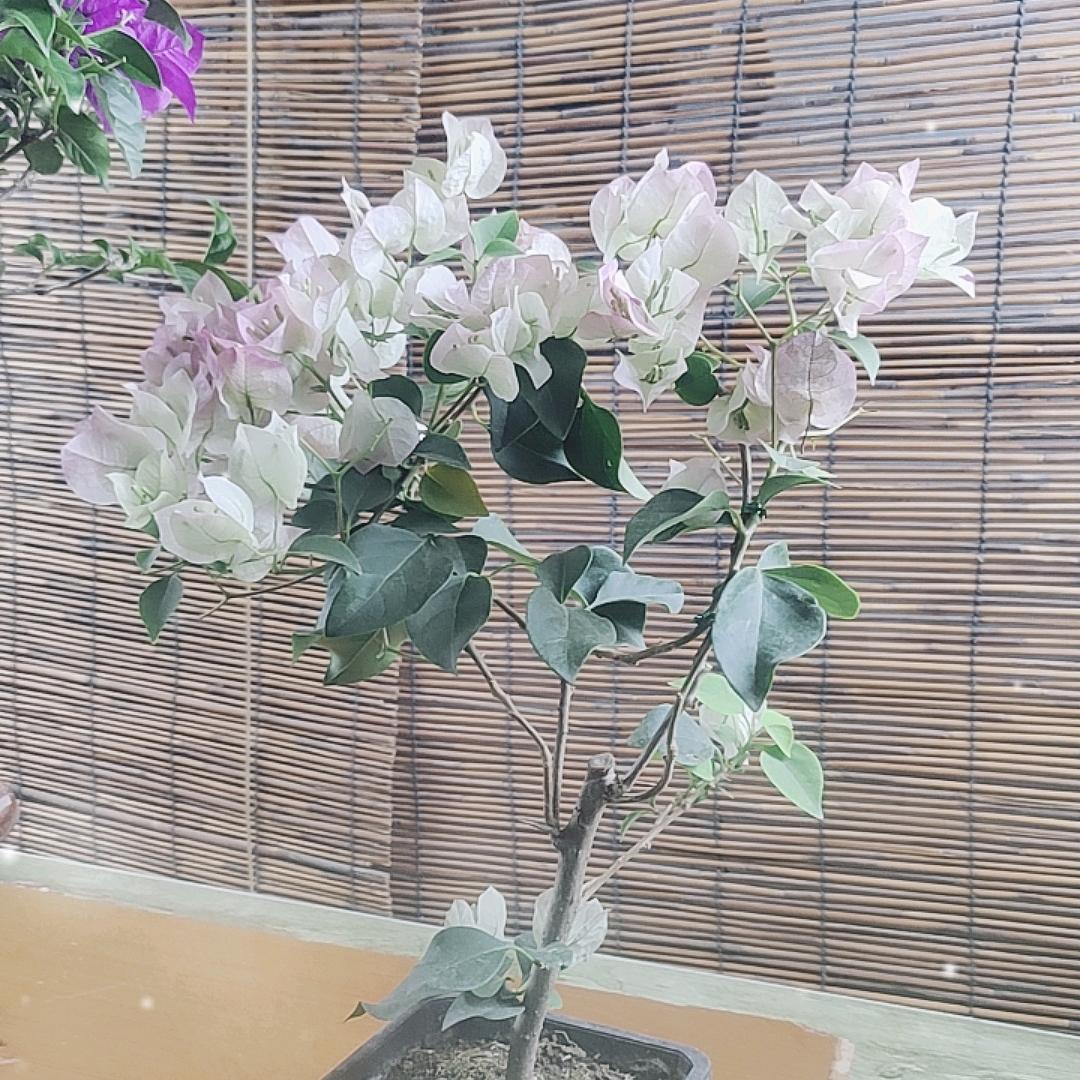 老花匠1