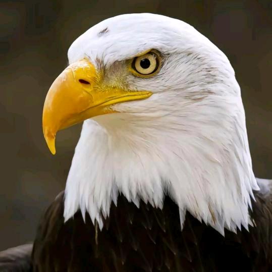 ༖༂猎༒鹰༖༂